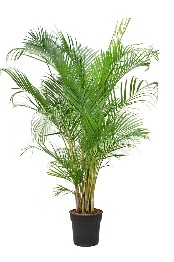 Palmier Areca XL