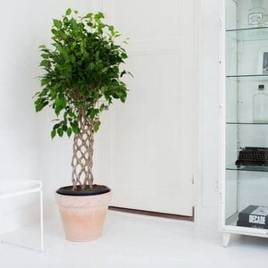 Ficus