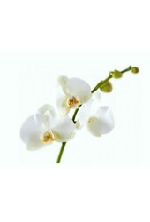 Nutrition des orchidées