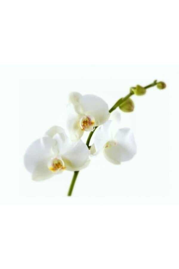 Nutrition des orchidées