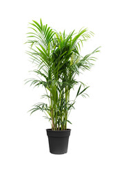 Kentia palm XXXL