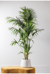 Kentia palm XXXL