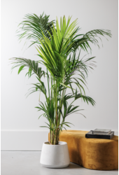 Kentia palm XXXL