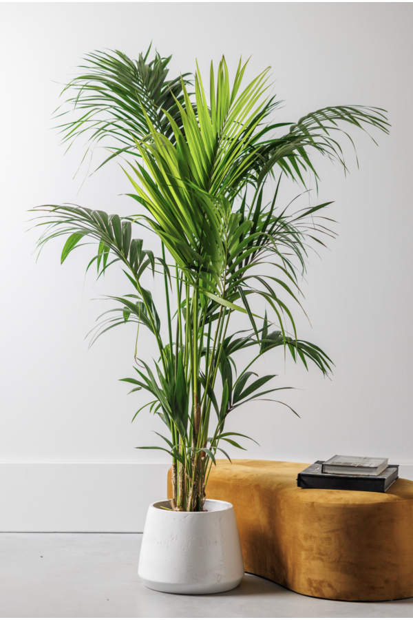 Kentia palm XXXL