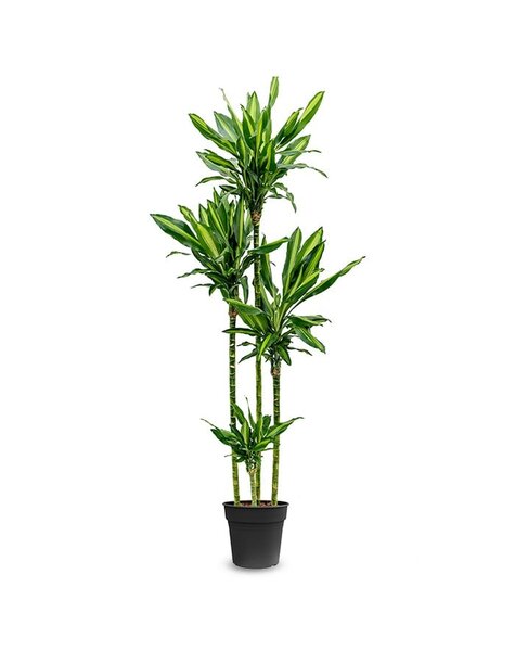 Dracaena