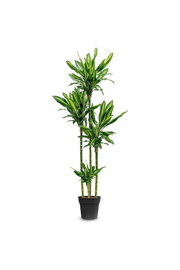 Dracaena Cintho Carroussel XL