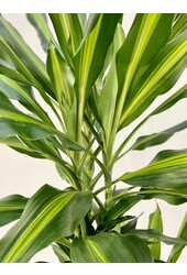 Dracaena Cintho Carroussel XL
