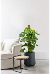 Monstera plante à trous bâton de mousse M