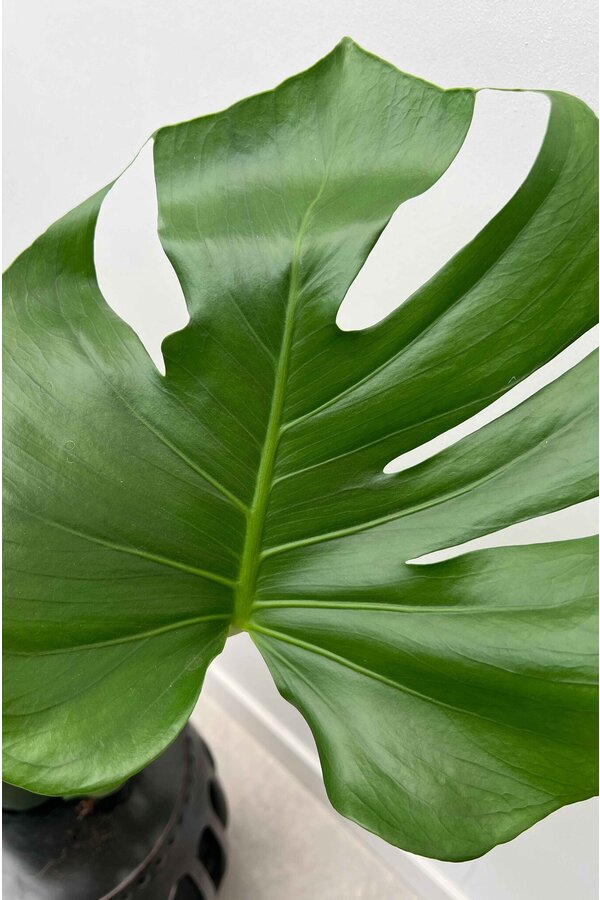 Monstera plante à trous bâton de mousse M