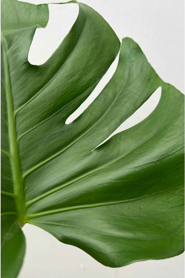 Monstera plante à trous bâton de mousse M