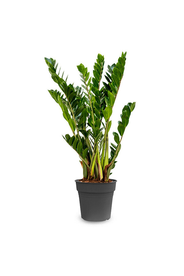 Zamioculcas Plante des dunes S