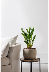Zamioculcas Plante des dunes S