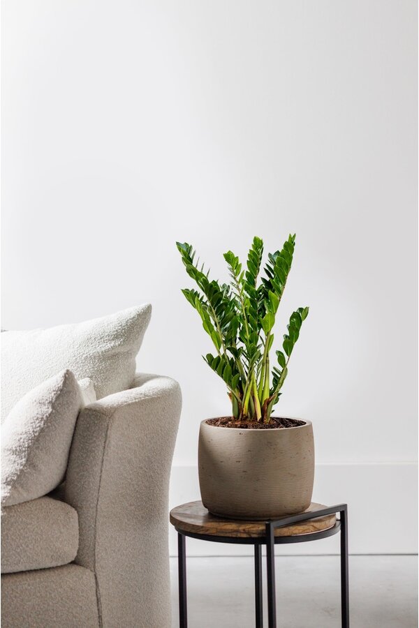 Zamioculcas Plante des dunes S