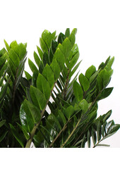 Zamioculcas Plante des dunes S