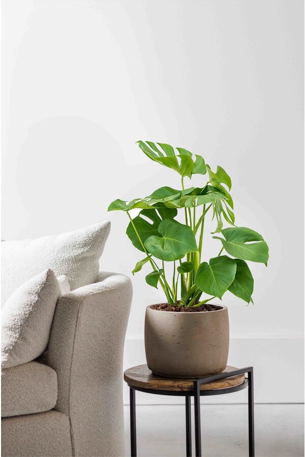 Monstera Hole Plant Bush M