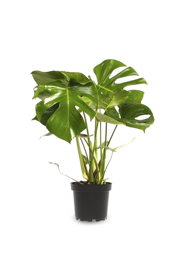 Monstera Hole Plant Bush S