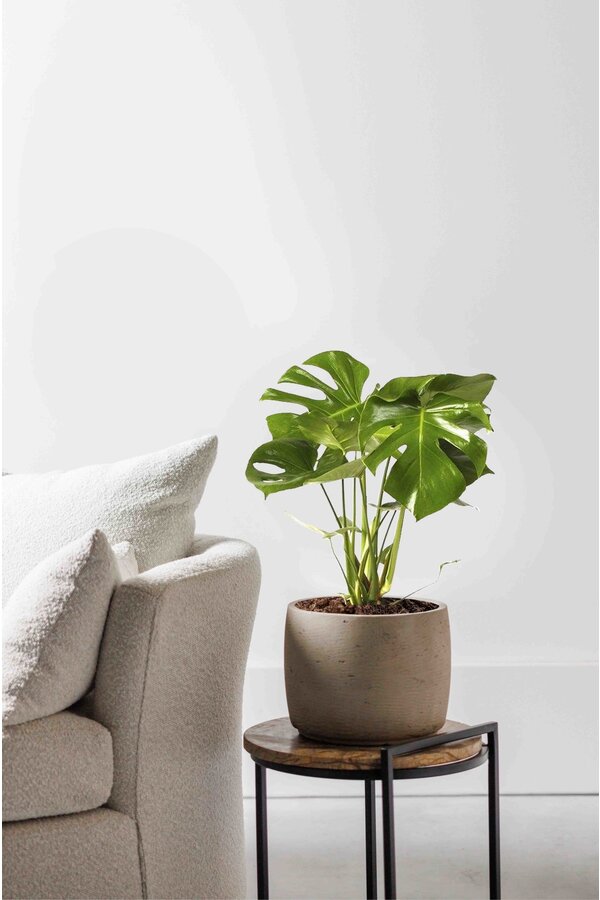 Monstera Hole Plant Bush S