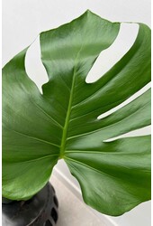 Monstera Hole Plant Bush S