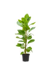 Ficus altissima Yellow Gem