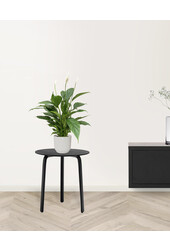 Spoonplant dans Vibes Fold