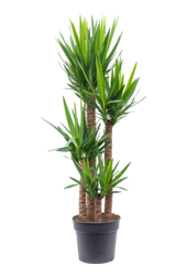 Yucca Elpehantis Touffe XXL