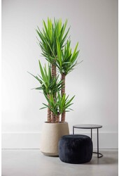 Yucca Elpehantis Touffe XXL