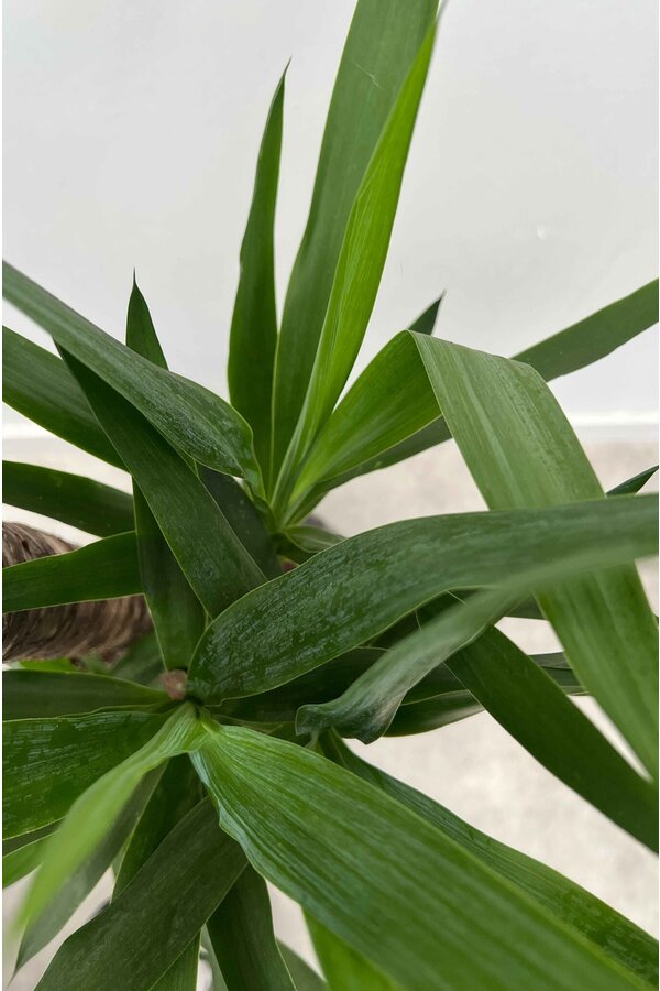 Yucca Elpehantis Touffe XXL