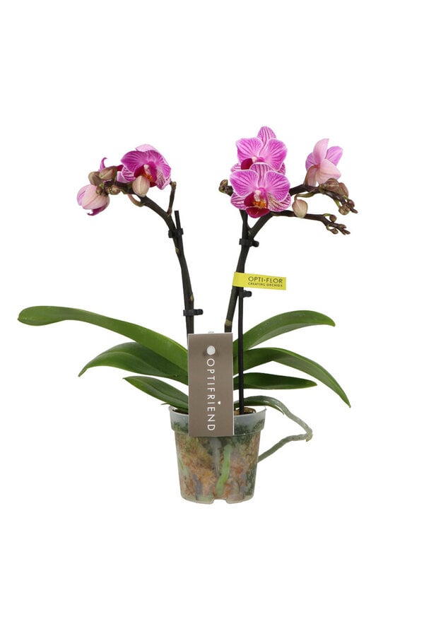 Phalaenopsis Optifriend Lotte