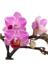 Phalaenopsis Optifriend Lotte