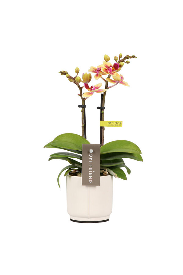 Phalaenopsis Optifriend Tess Lazio blanc
