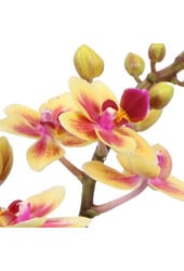 Phalaenopsis Optifriend Tess Lazio blanc