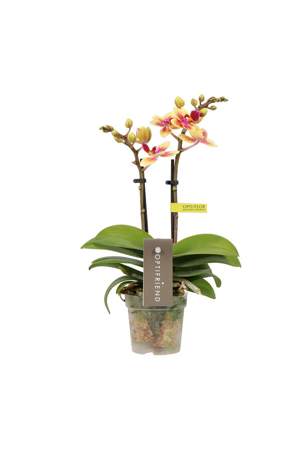 Phalaenopsis Optifriend Tess