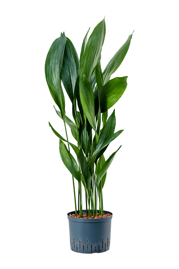 Hydroplante Aspidistra Elatior