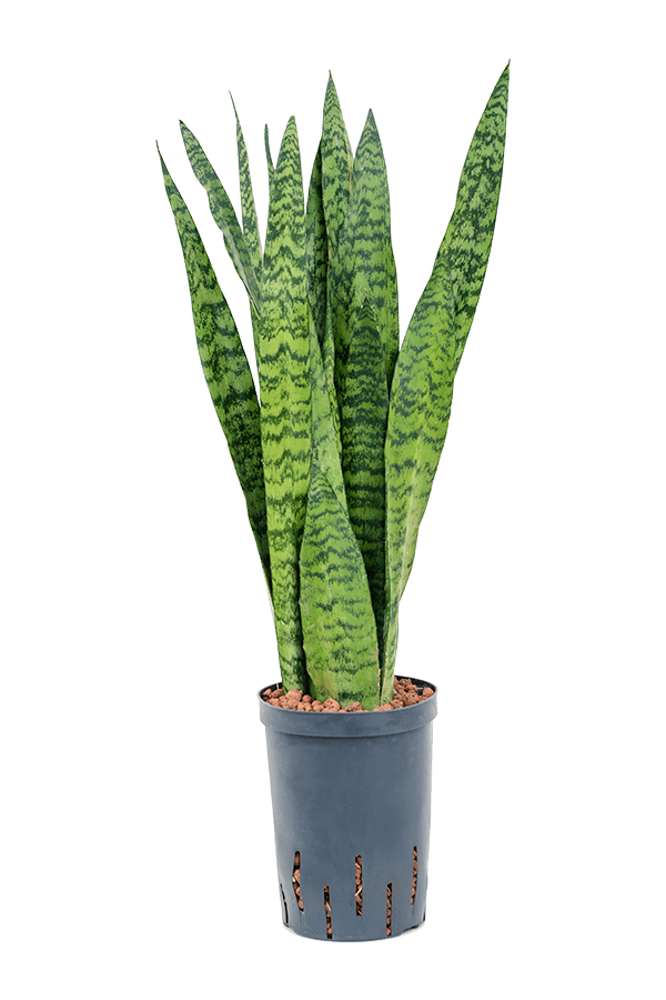 Plante hydroélectrique Sansevieria Zeylanica