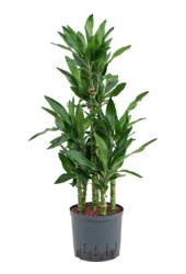 Plante aquatique Dracaena Fragrans Burundii