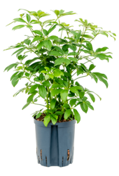 Plante hydroélectrique Schefflera Arboricola Compacta