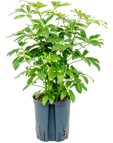 Centrale hydroélectrique Schefflera