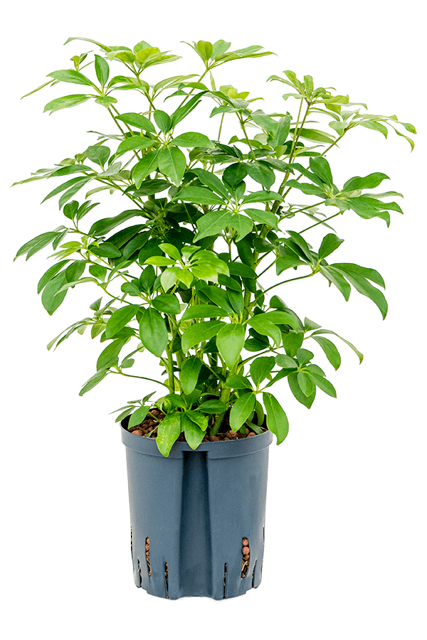 Plante hydroélectrique Schefflera Arboricola Compacta