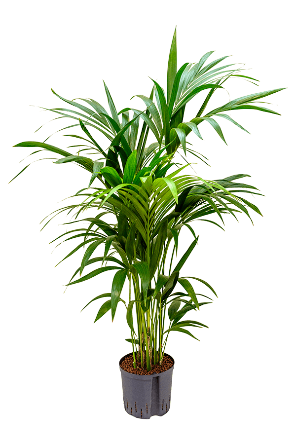 Plante aquatique Kentia (Howea) Forsteriana