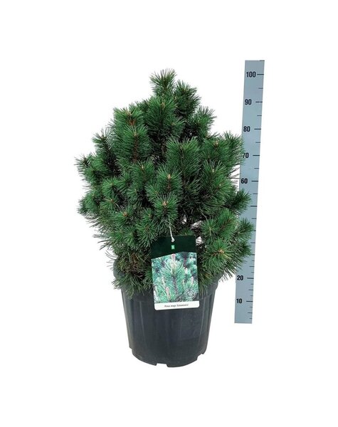 Pinus