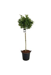 Arbre à castor Magnolia stellata