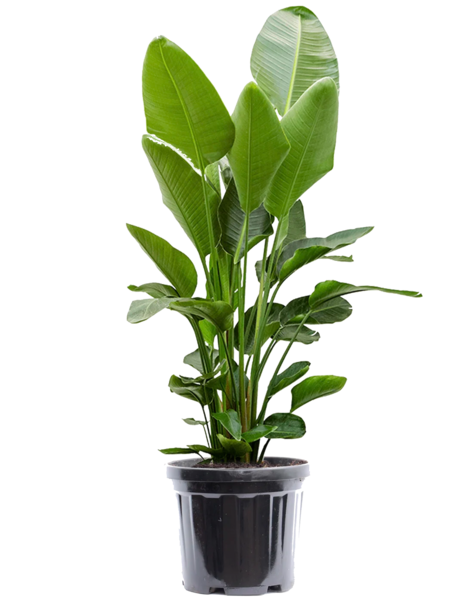 Strelitzia XL