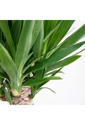 Yucca Elephantis à Greenville
