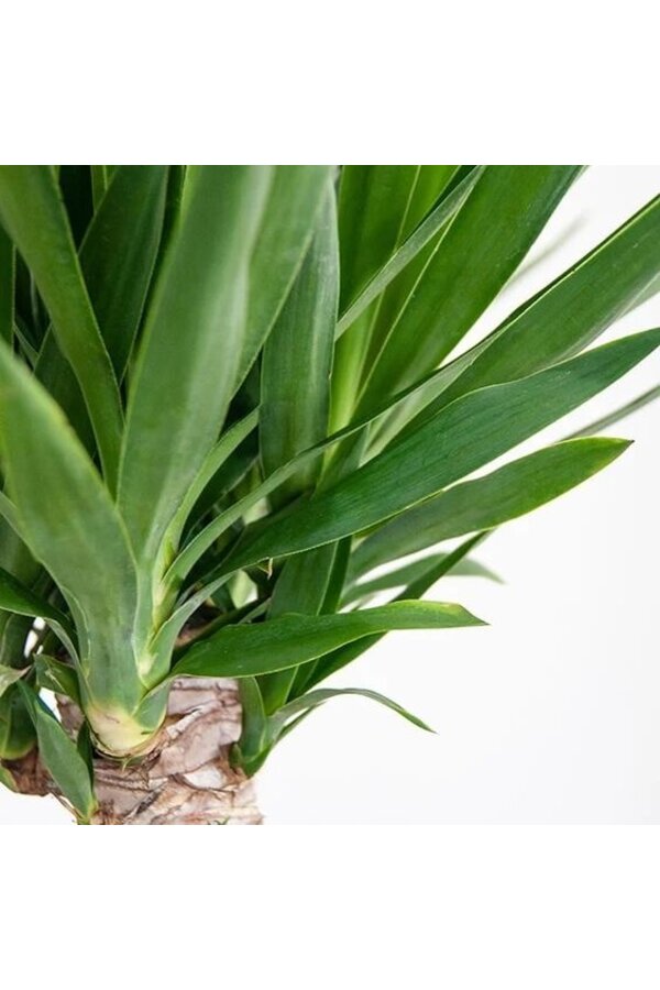 Yucca Elephantis à Greenville