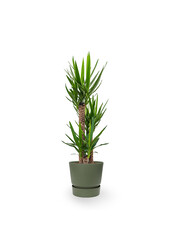 Yucca Elephantis à Greenville