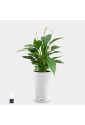 Plante à cuillère à Cilindro All Inclusive