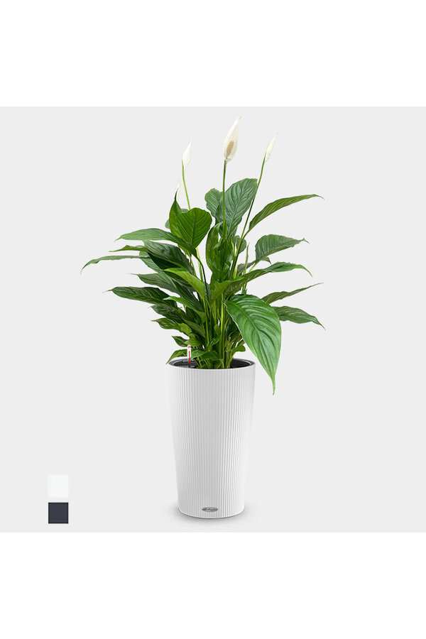 Plante à cuillère à Cilindro All Inclusive