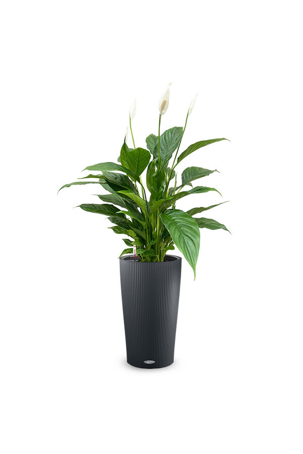 Plante à cuillère à Cilindro All Inclusive