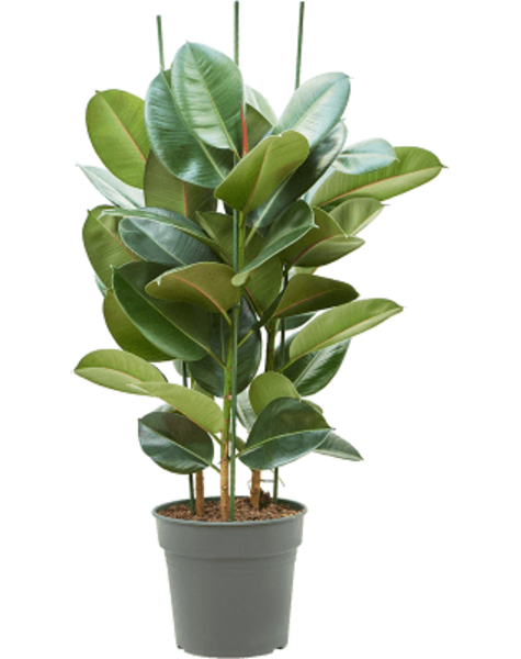 Ficus Robusta