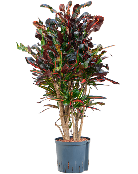 Hydroplant Croton